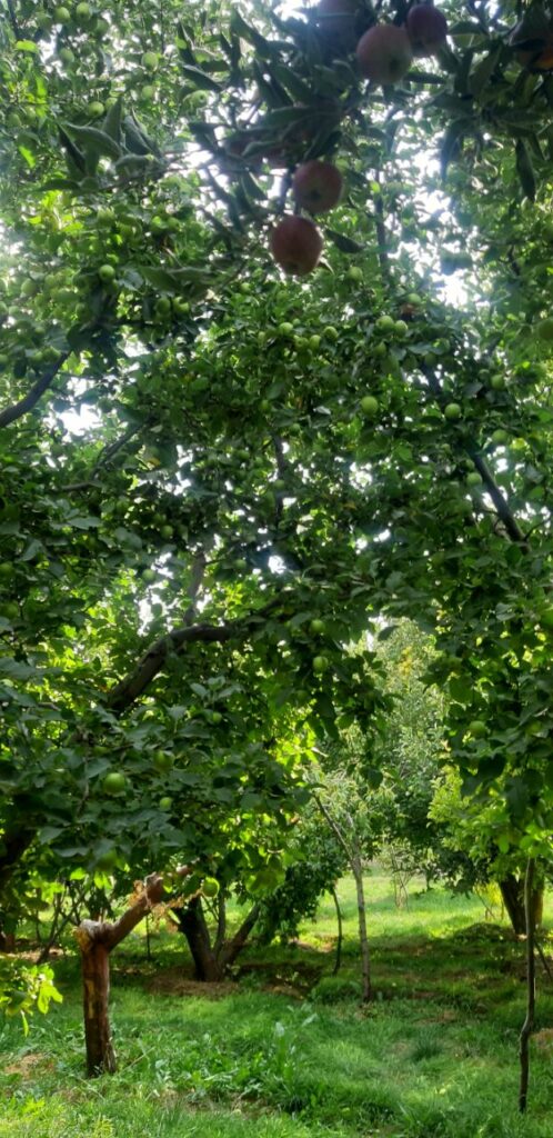 جابان باغچه 1000متری نقد و اقساط