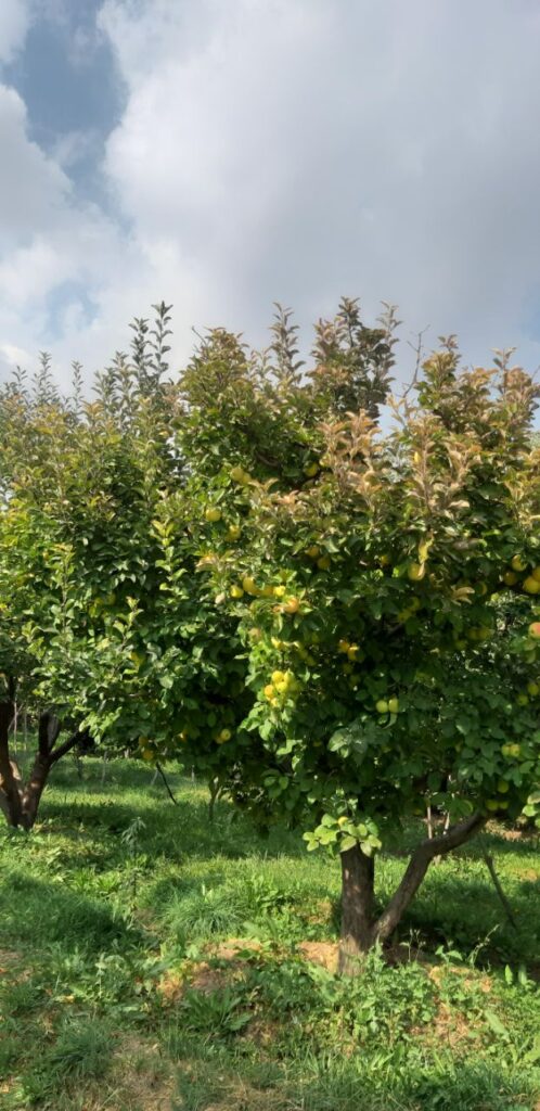 جابان باغچه 1000متری نقد و اقساط