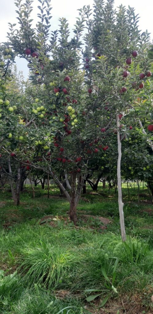 جابان باغچه 1000متری نقد و اقساط