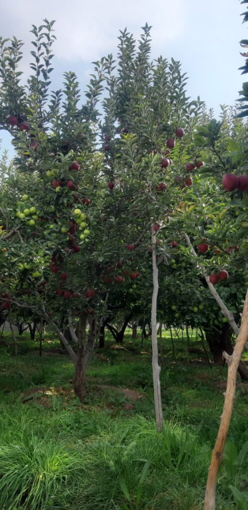 جابان باغچه 1000متری نقد و اقساط