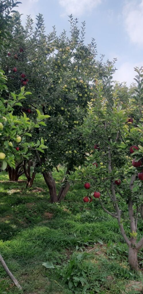 جابان باغچه 1000متری نقد و اقساط