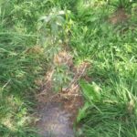 جابان باغچه 370 متری