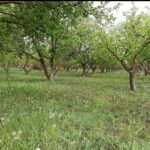 جابان باغ 800متری