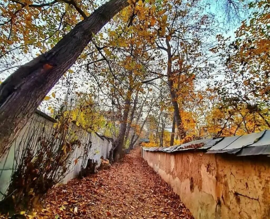 جابان باغ قدیمی2000 متری