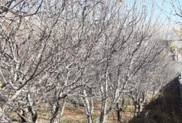 جابان باغچه 300 متری