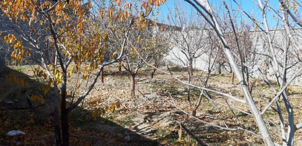 جابان باغچه 300 متری