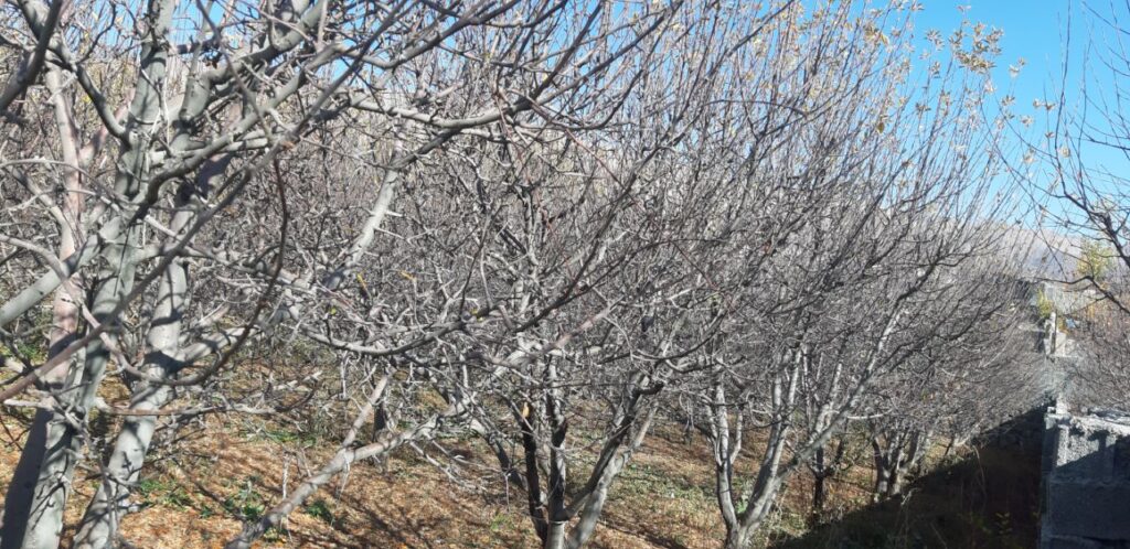 جابان باغچه 300 متری