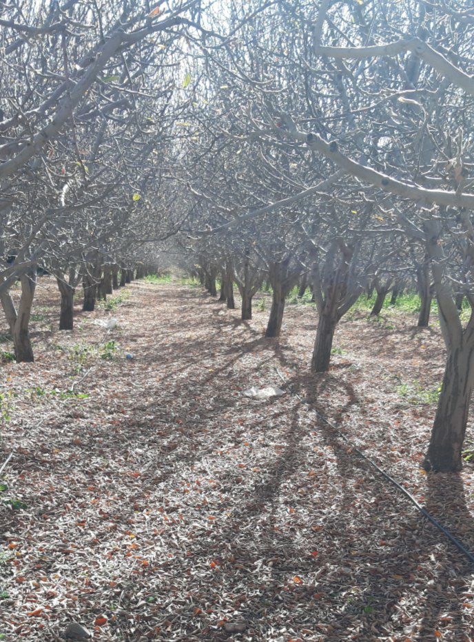 جابان باغچه 300 متری