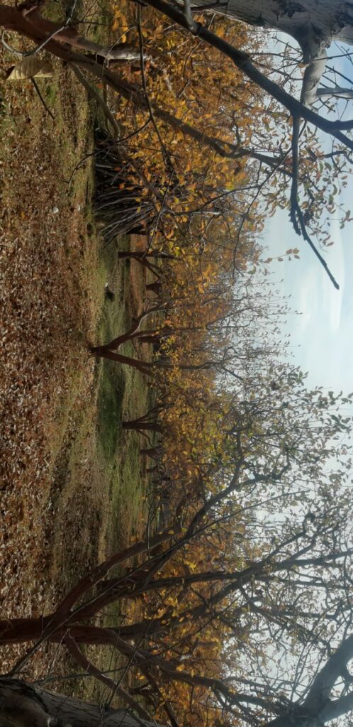 جابان باغچه 400 متری