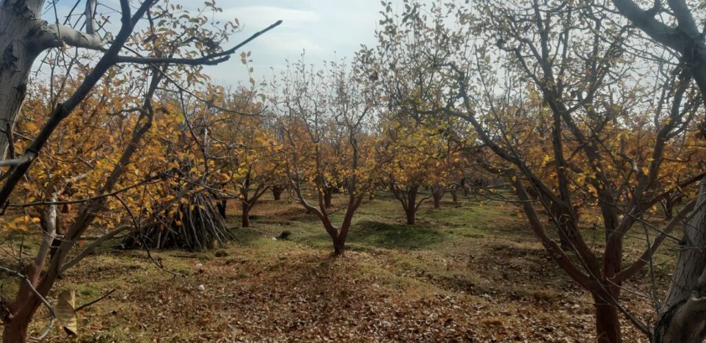 جابان باغچه 400 متری