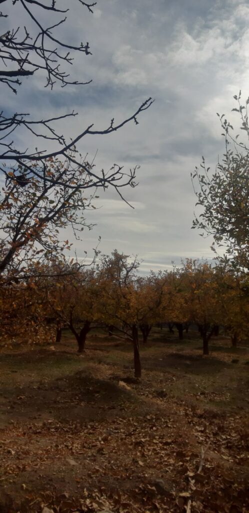 جابان باغچه 400 متری