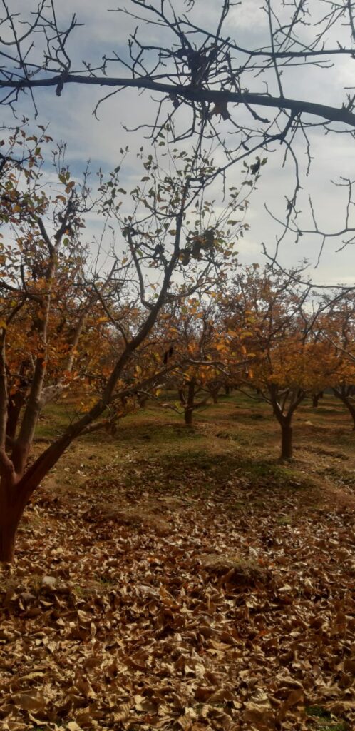 جابان باغچه 400 متری