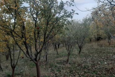 جابان  باغچه 800 متری