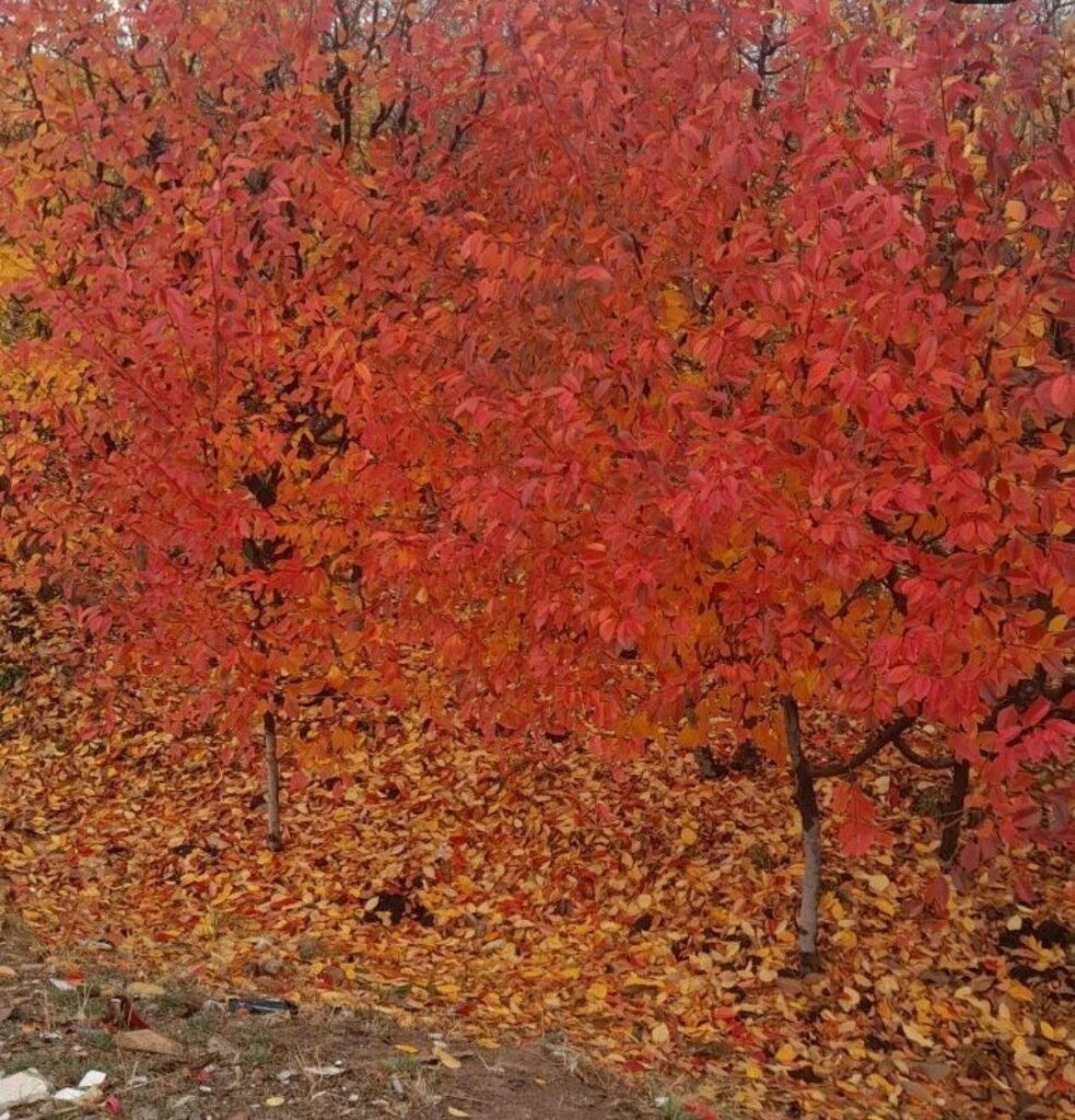 جابان  باغچه 800 متری