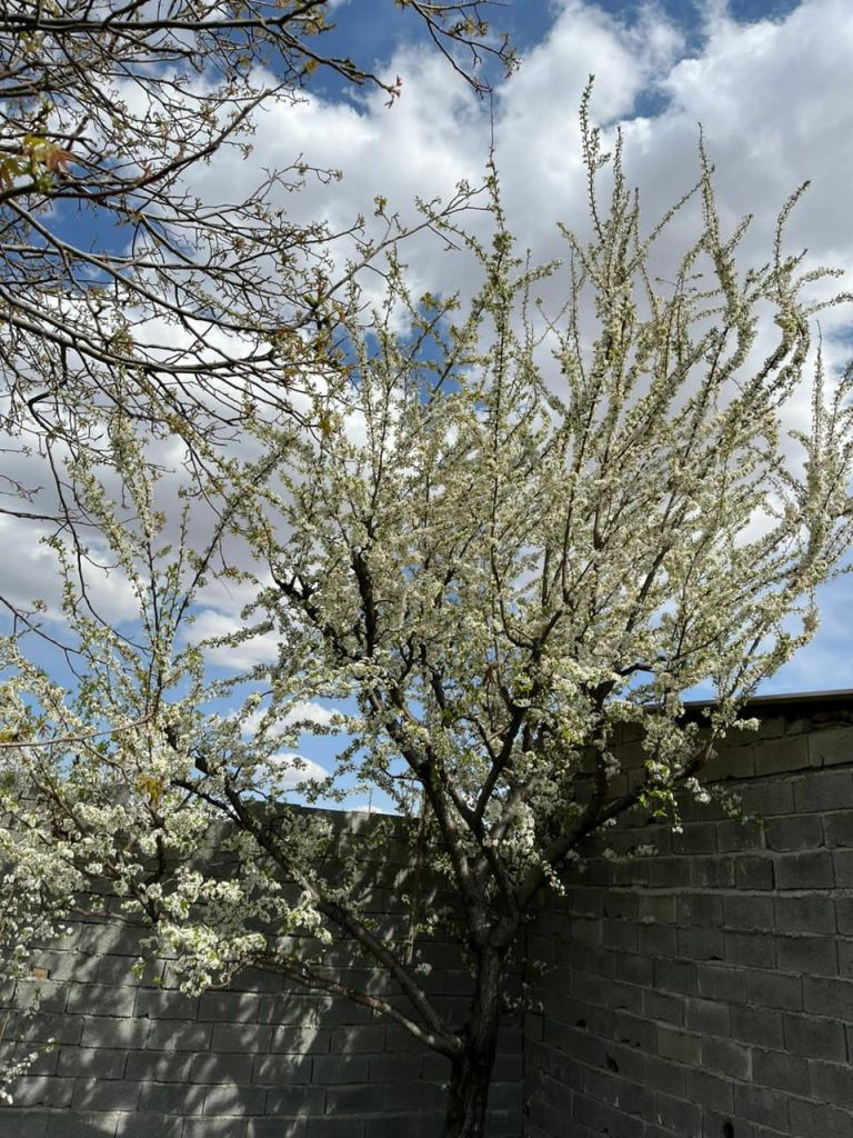 جابان باغچه 500 متر دیوار شده قیمت بسیار مناسب