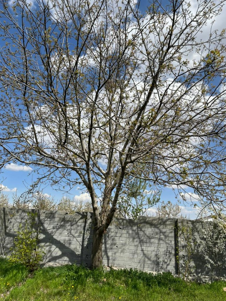 جابان باغچه 500 متر دیوار شده قیمت بسیار مناسب