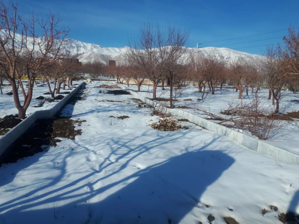 جابان 600مترباغ