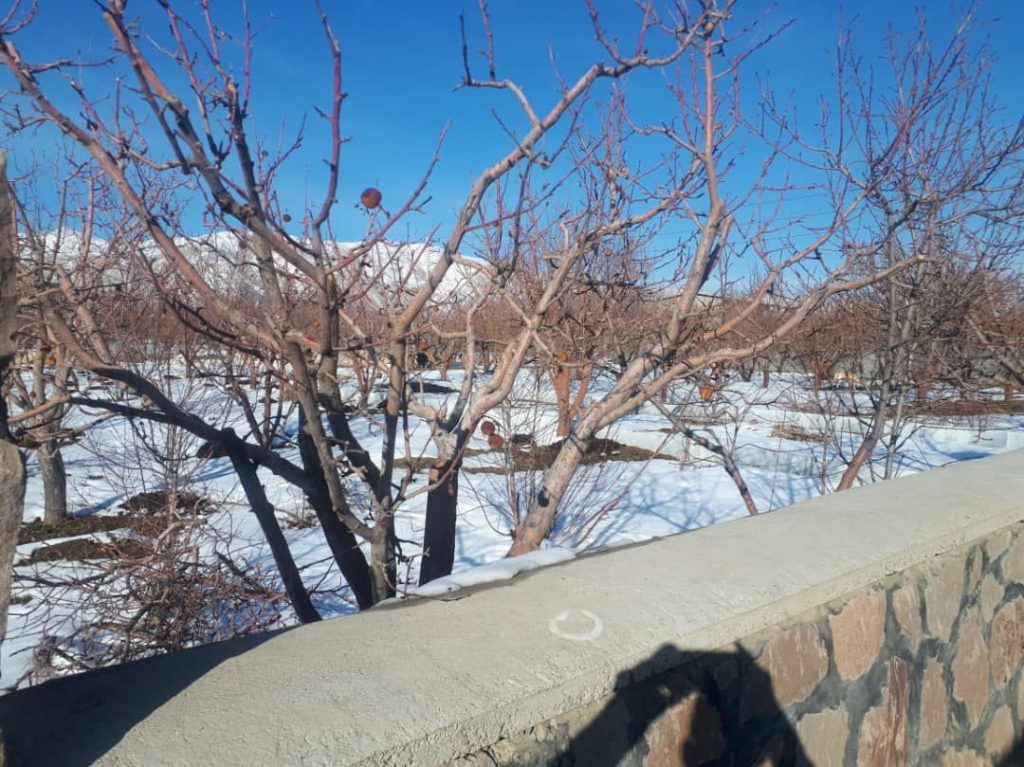 جابان 600مترباغ