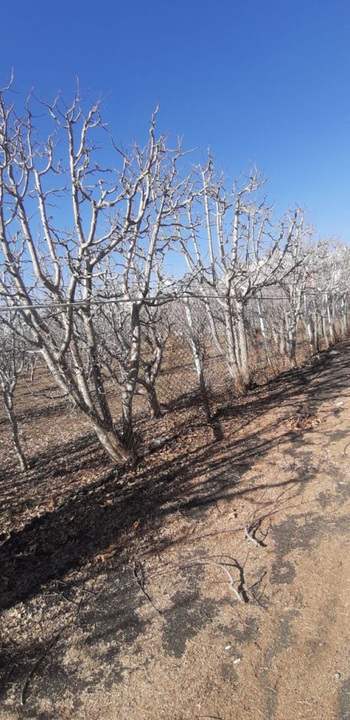 جابان باغچه 800 متر