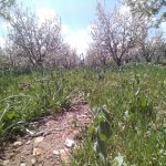 جابان باغچه 300 متری  دیوار شده