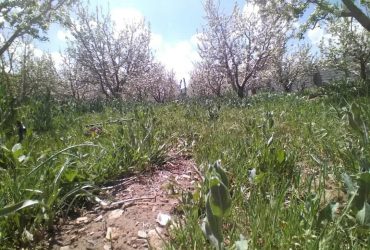 جابان باغچه 300 متری  دیوار شده