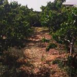 جابان باغچه 500 متری  با استخر