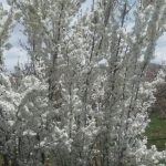 جابان   باغچه 700 متری