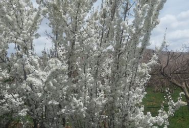 جابان   باغچه 700 متری