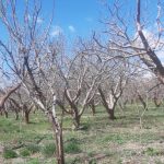 جابان باغ فروشی