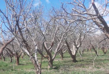 جابان باغ فروشی