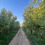 جابان باغچه فروشی