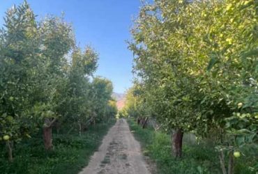 جابان باغچه فروشی