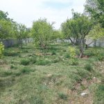 جابان باغچه دیوارشده