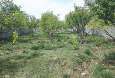 جابان باغچه دیوارشده