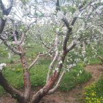 جابان باغچه بادرختان 20 ساله سیب و انواع هلو