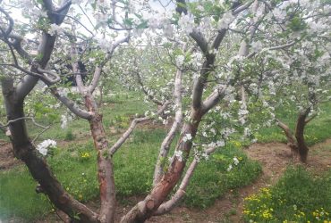 جابان باغچه بادرختان 20 ساله سیب و انواع هلو