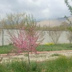 دماوندجابان باغچه 1000 متری باغستان