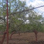 جابان باغ1500 متری