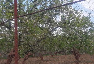 جابان باغ1500 متری