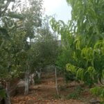 جابان باغ ویلایی