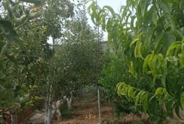 جابان باغ ویلایی