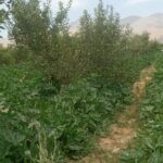 جابان باغچه 1700 متر