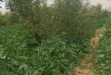 جابان باغچه 1700 متر