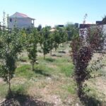 جابان باغچه 750 متر