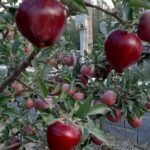 جابان باغچه 400 متری