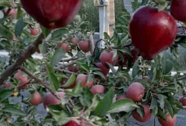 جابان باغچه 400 متری