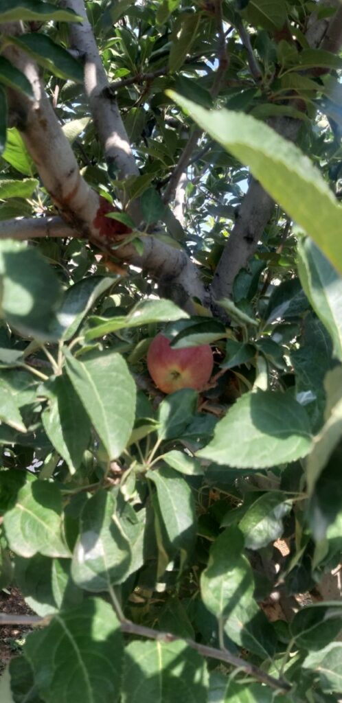 جابان   باغچه 350 متری