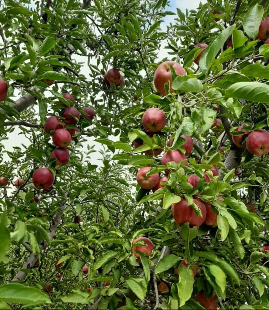 جابان   باغچه 350 متری