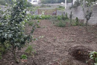 پل سفید مازندران انارم