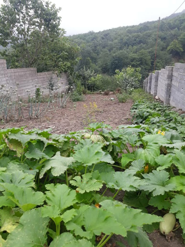 پل سفید مازندران انارم